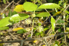 Plecospermum spinosum